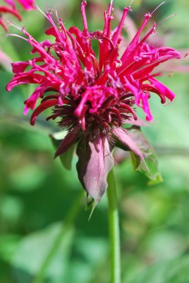 Monarda didyma - zavinutka podvojná - detail květu